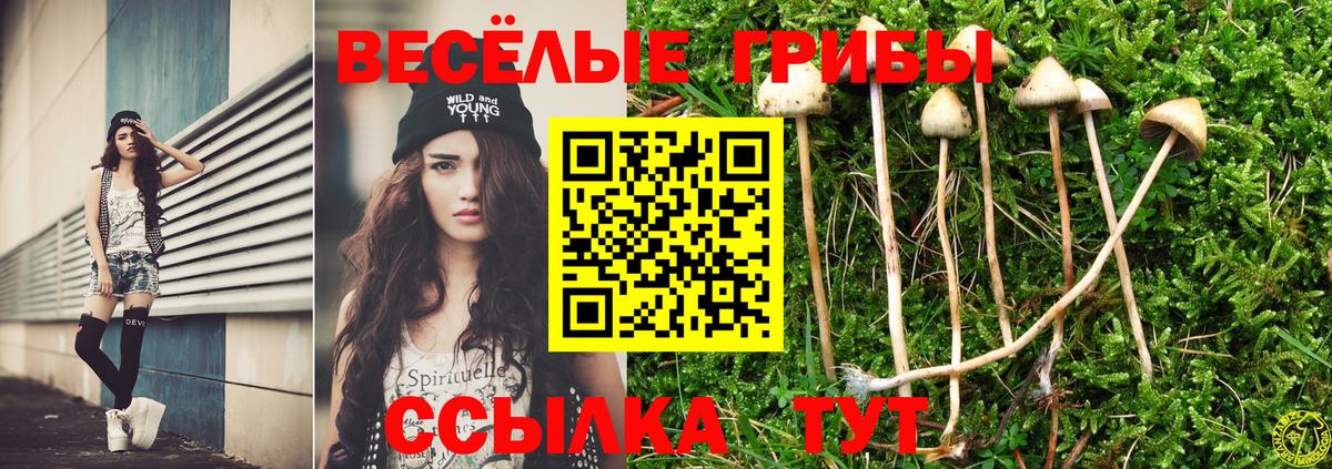 закладка  Вход с VPN  Сланцы  Галлюциногенные грибы Psilocybe 